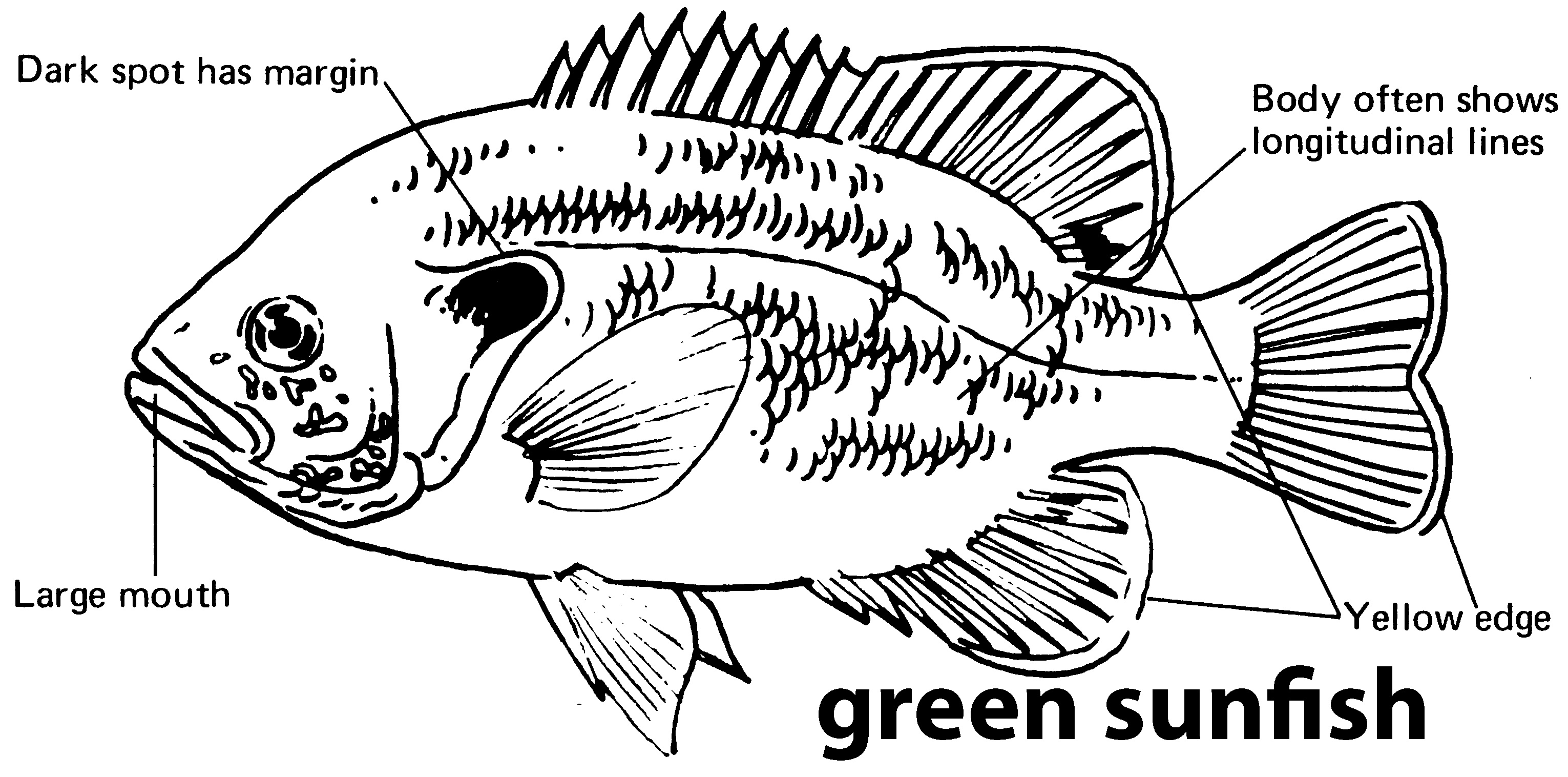 characteristics of a green sunfish